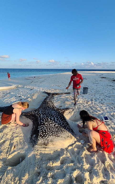 Planning and making of a beached whale shark.