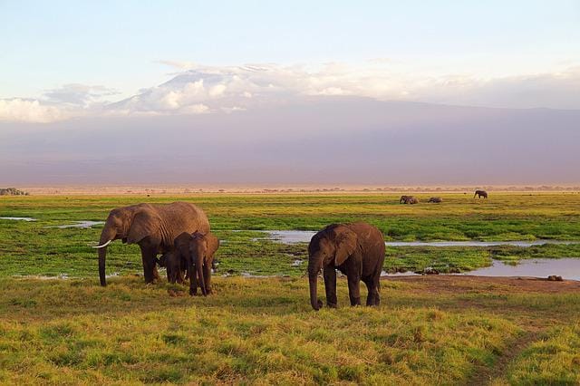 Kilimanjaro Trek and Safari in Tanzania