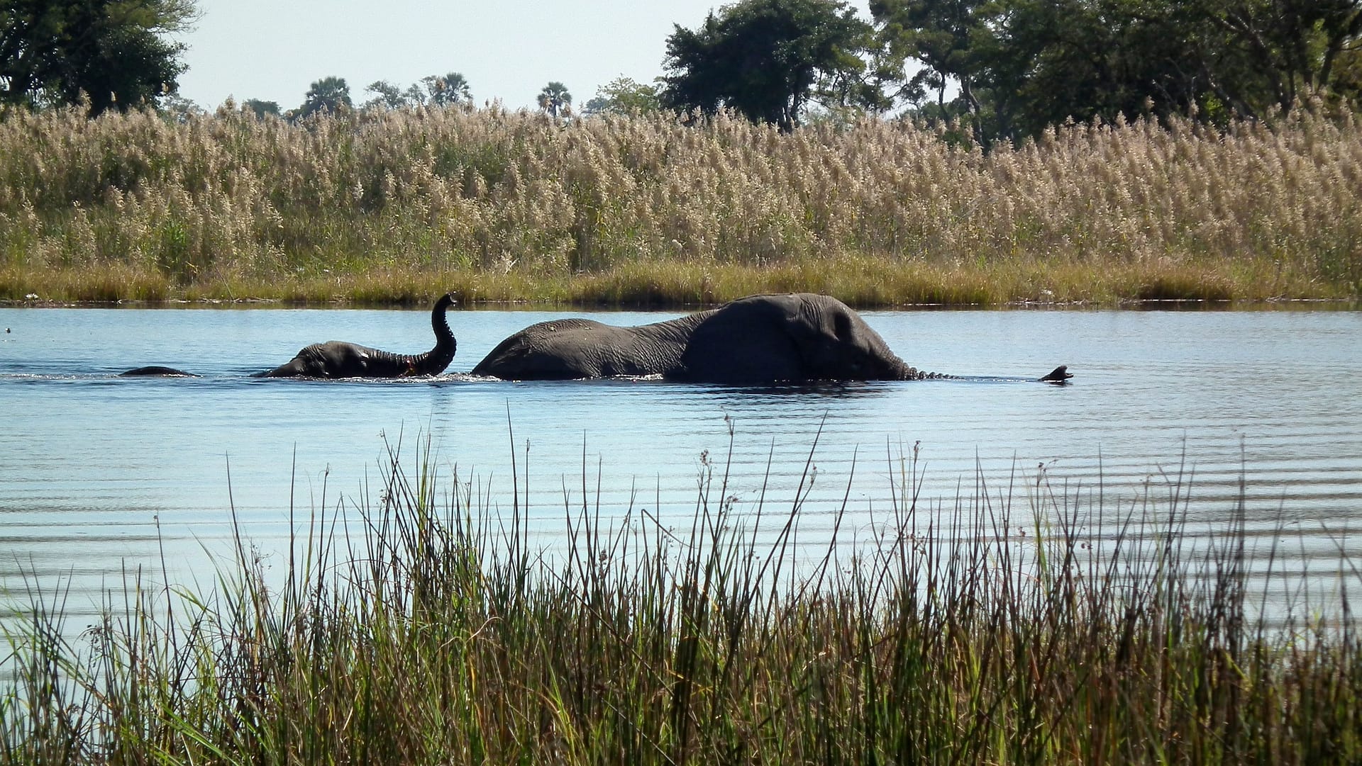 Okavango Delta