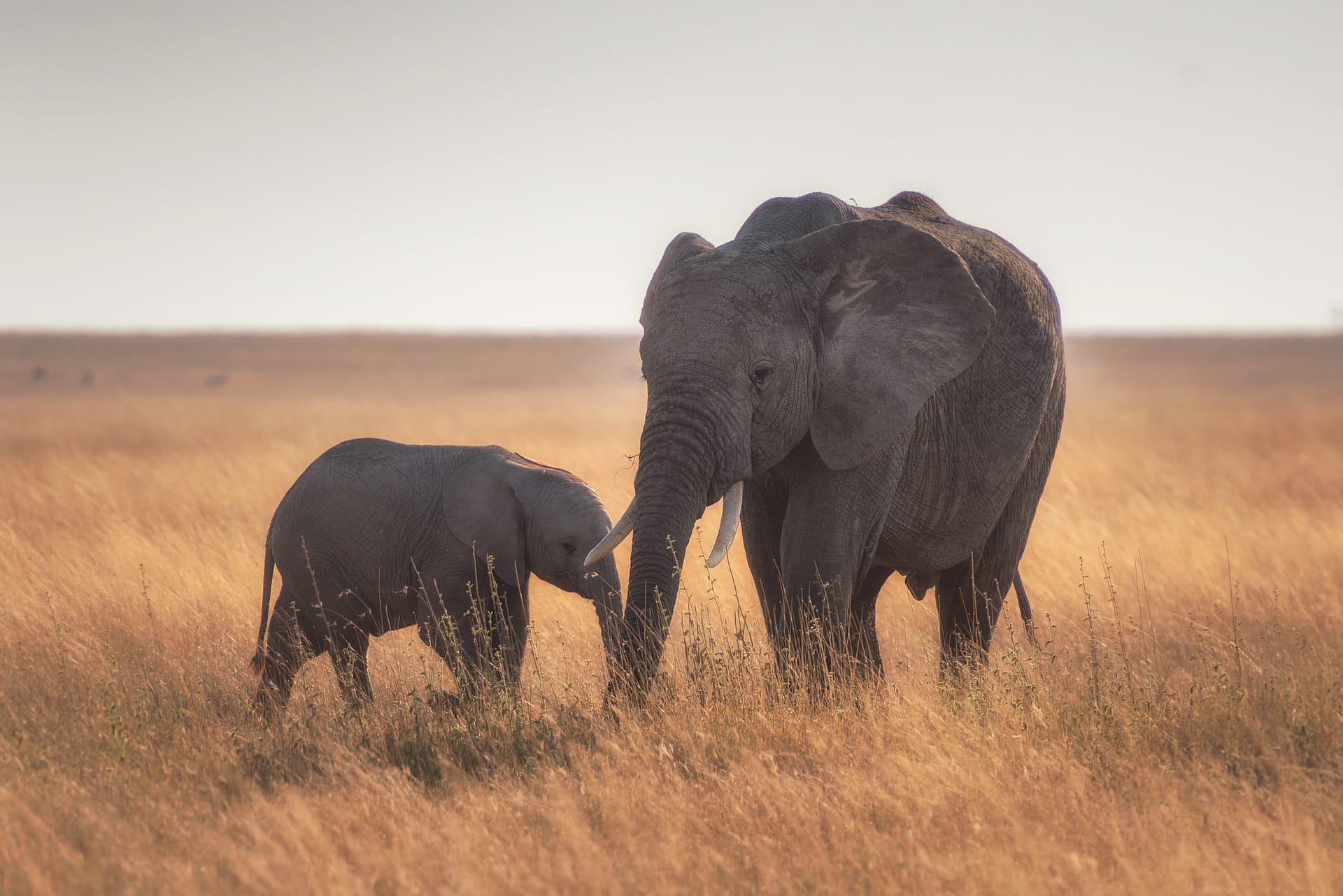 Mama Elephant and Baby Elephant
