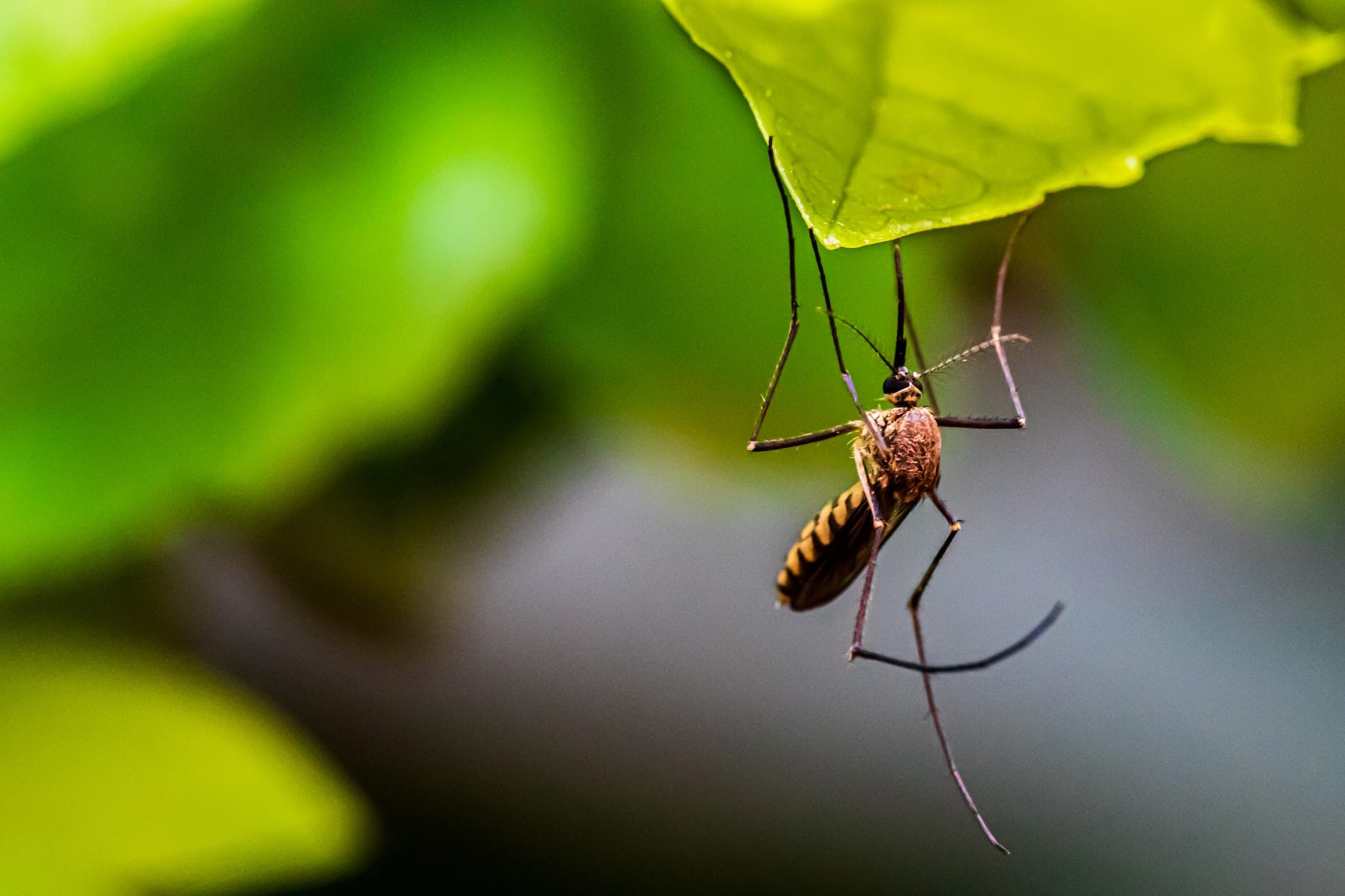 Dealing with mosquitoes