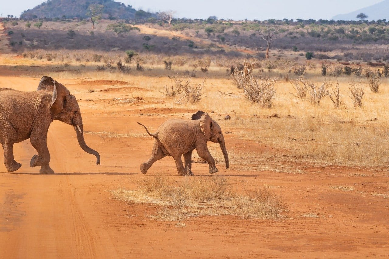 Playful Elephants

