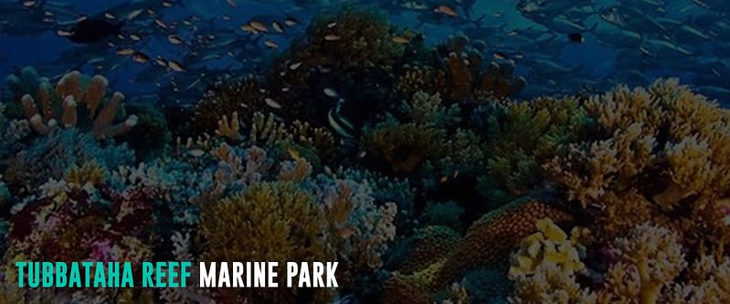 Tubbataha-Reef-Marine-Park