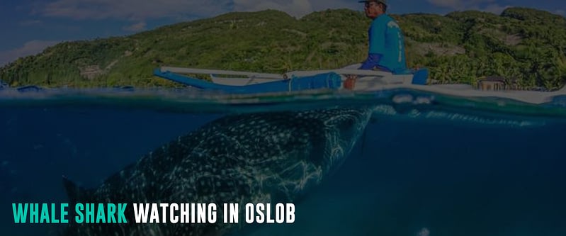 Whale-Shark-Watching-in-Oslob