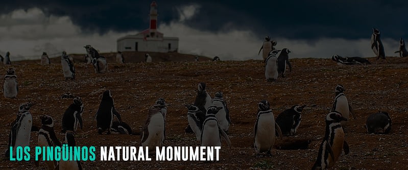 Los-Pingüinos-Natural-Monument