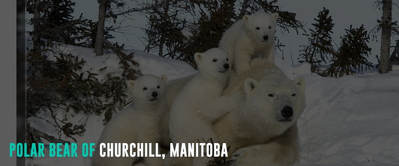 Polar-Bear-of-Churchill,-Manitoba