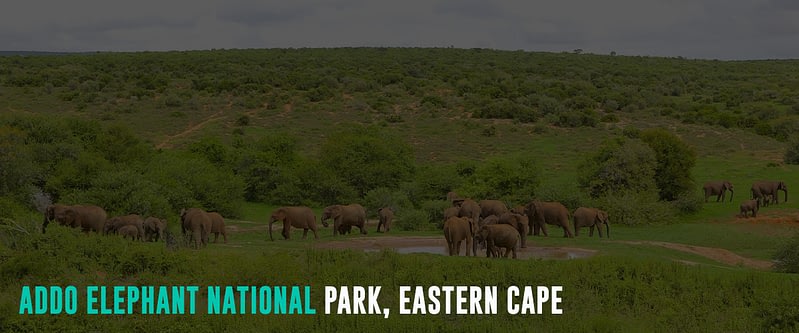 Addo-Elephant-National-Park,-Eastern-Cape