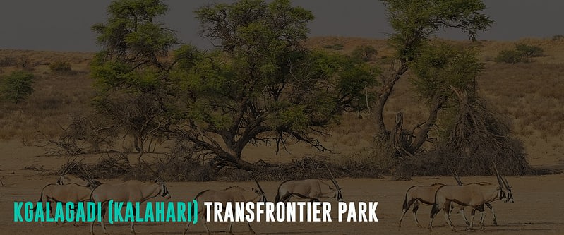 Kgalagadi-(Kalahari)-Transfrontier-Park