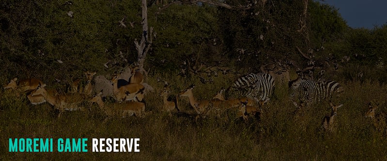 Moremi-Game-Reserve