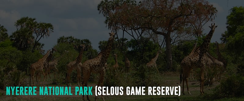 Nyerere-National-Park-(Selous-Game-Reserve)