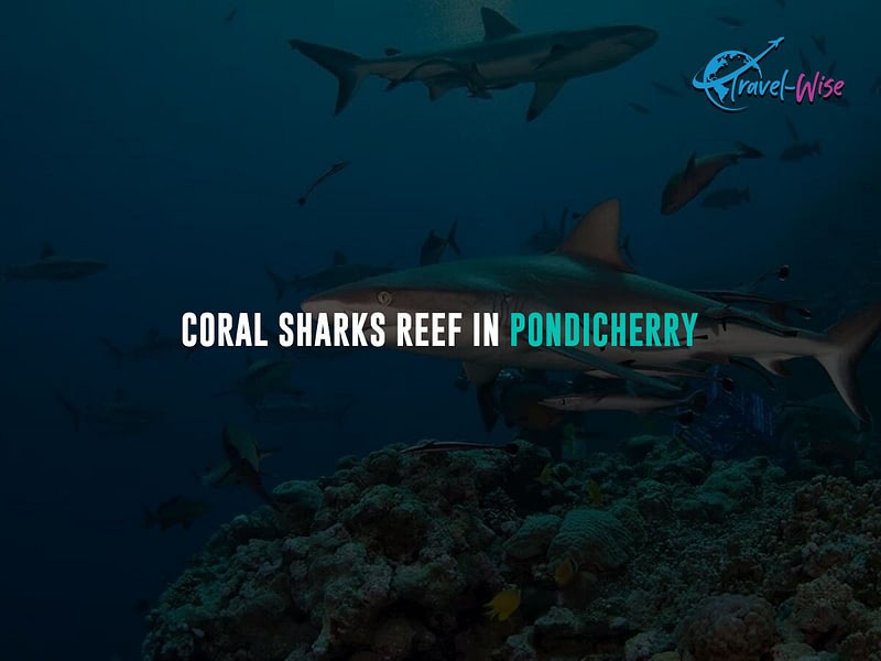 Coral-Sharks-Reef-in-Pondicherry