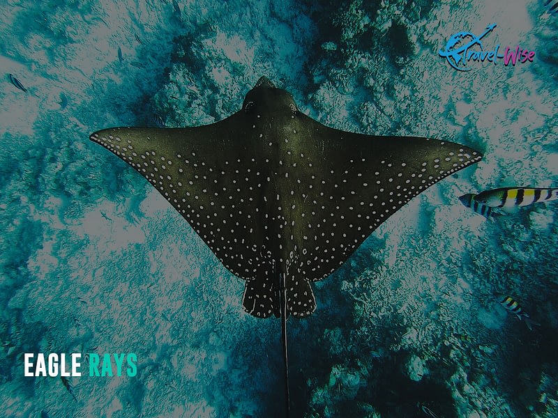 Here is a picture of an EAGLE RAY