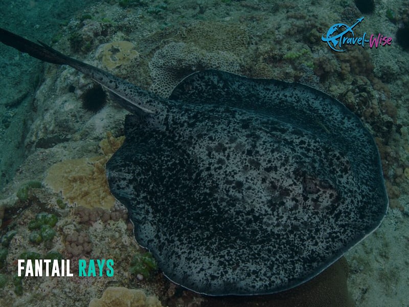 An image of a Fantail ray can be found here