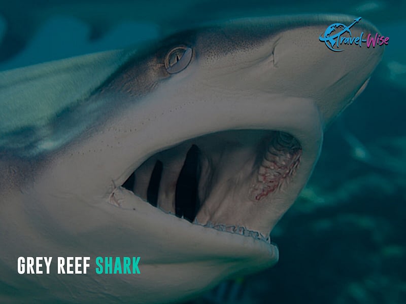 The picture shows a Grey Reef Shark