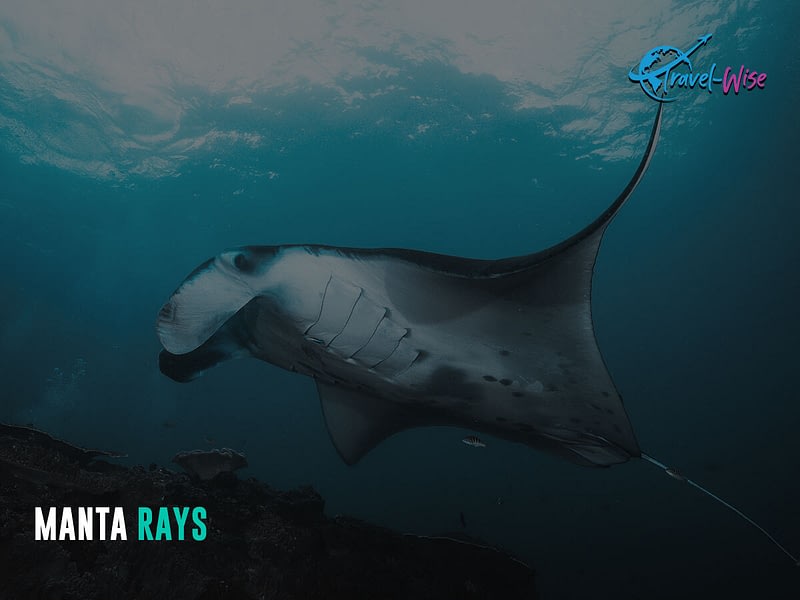 You can see a picture of a MANTA-RAY here