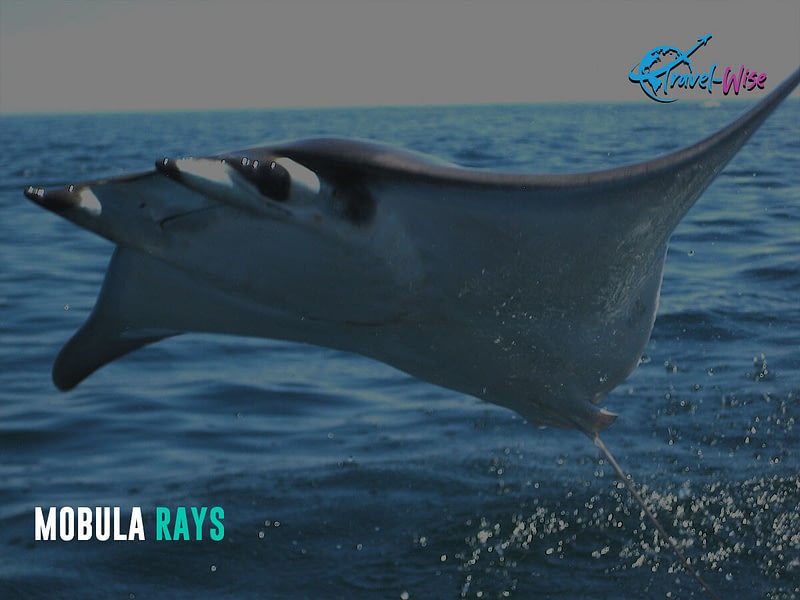 An image of a Mobula RAY can be found here