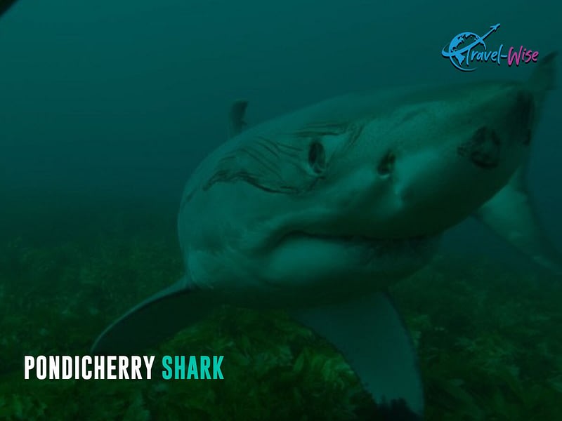 This is a picture of a Pondicherry shark