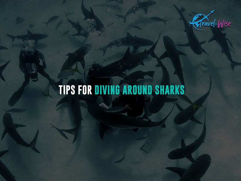 Tips-For-Diving-Around-Sharks