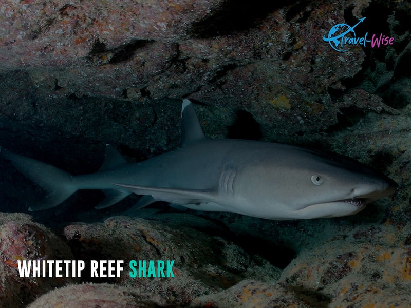 Here is a picture of a Whitetip Reef Shark