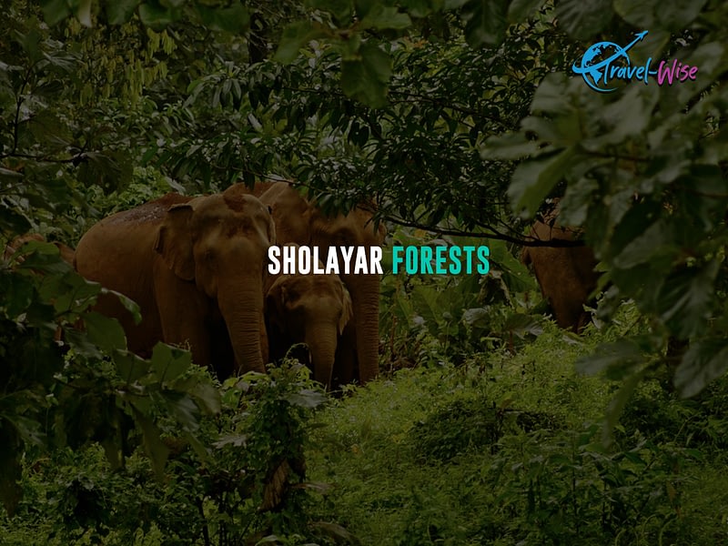 Sholayar-Forests