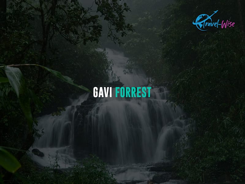 Gavi-Forrest