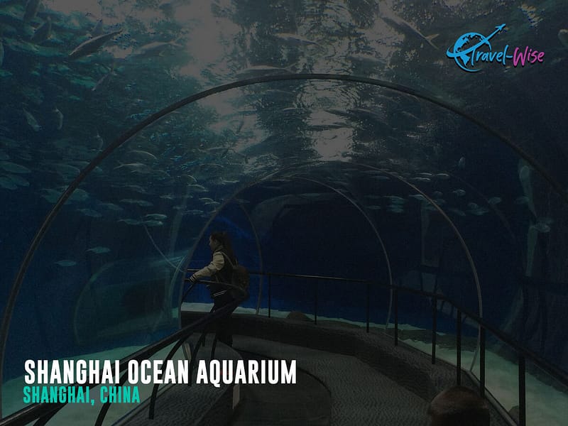 Shanghai Ocean Aquarium. Shanghai, China