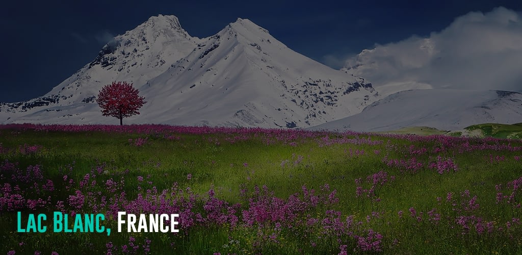 a field of grass and a tree filled with purple flowers and snow covered mountains behind 