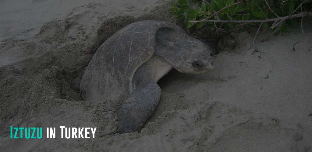 a turtle laying eggs in the sand
