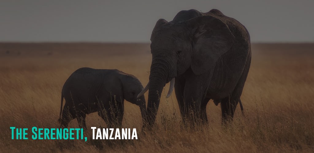 a baby and adult elephant on the field