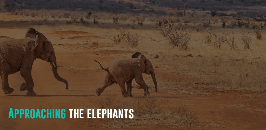 a baby and adult elephant walking