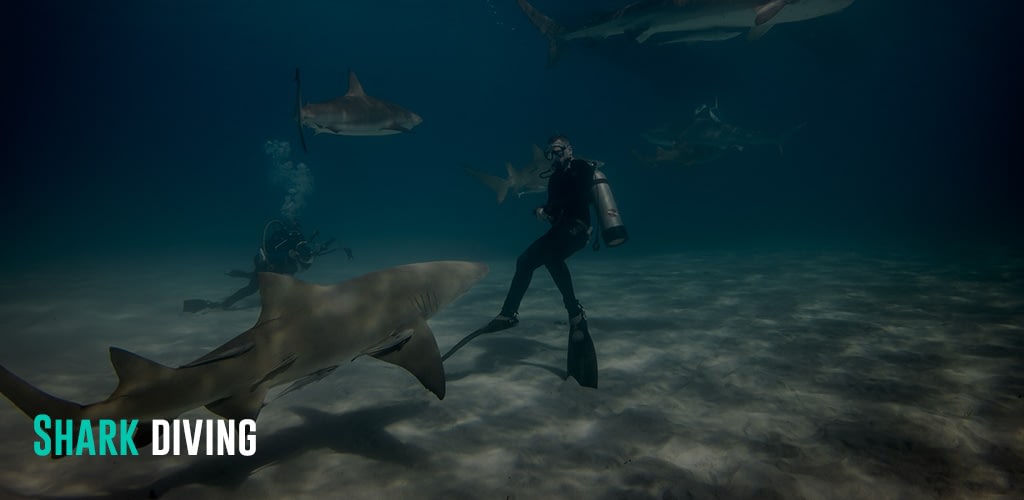 people diving underwater with sharks