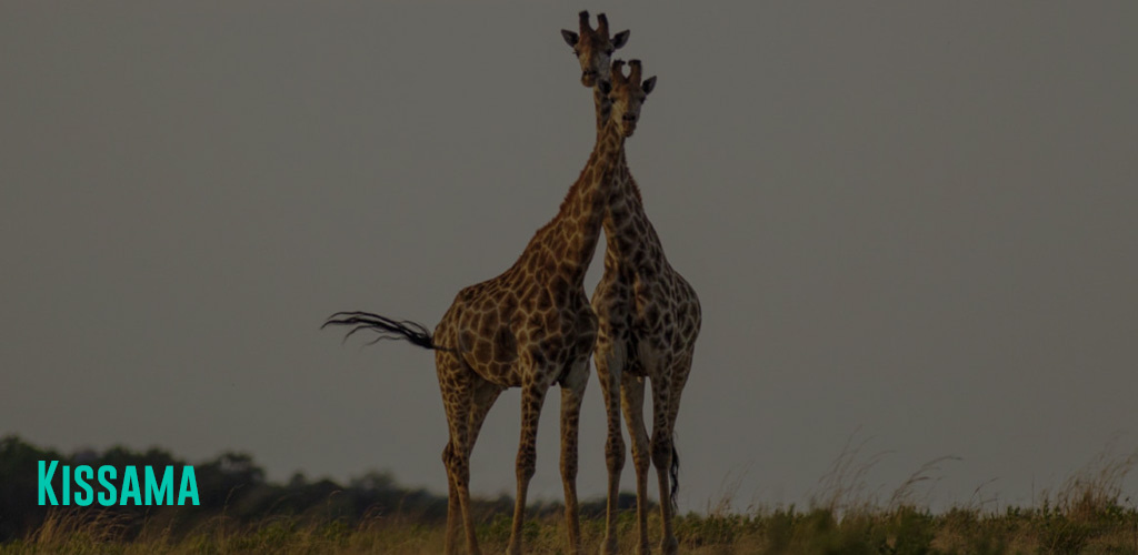 2 giraffes on a field of grass