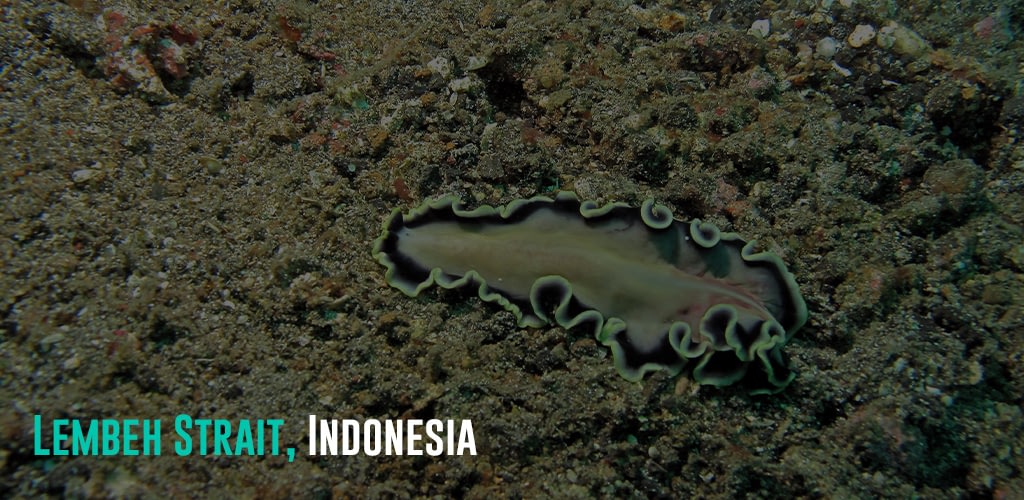a type of flatworm living in the ocean