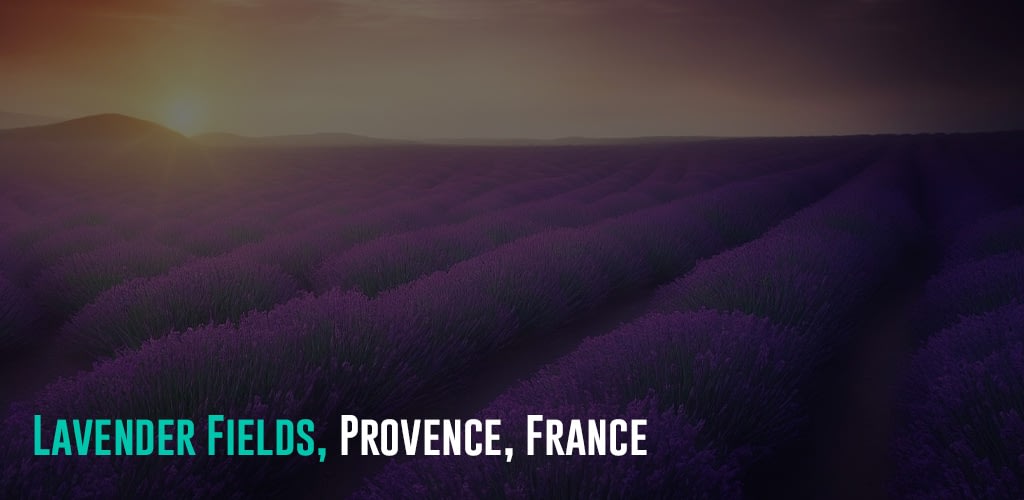 a lavender field