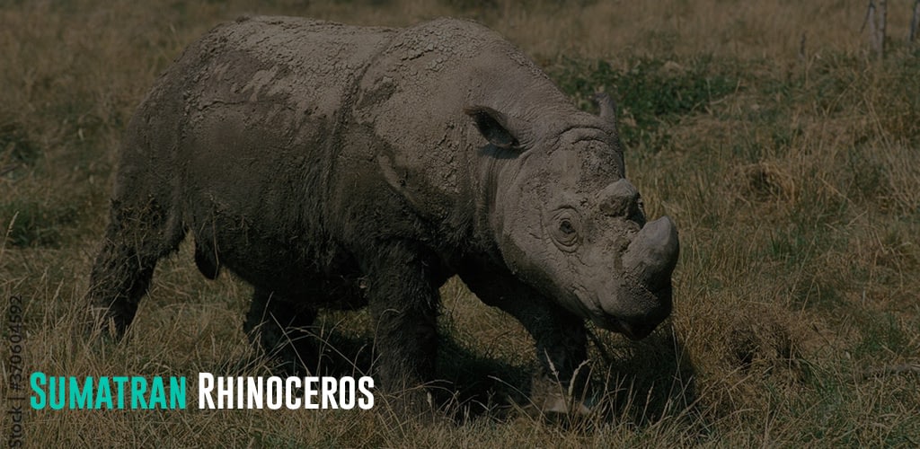 a Rhino covered in mud