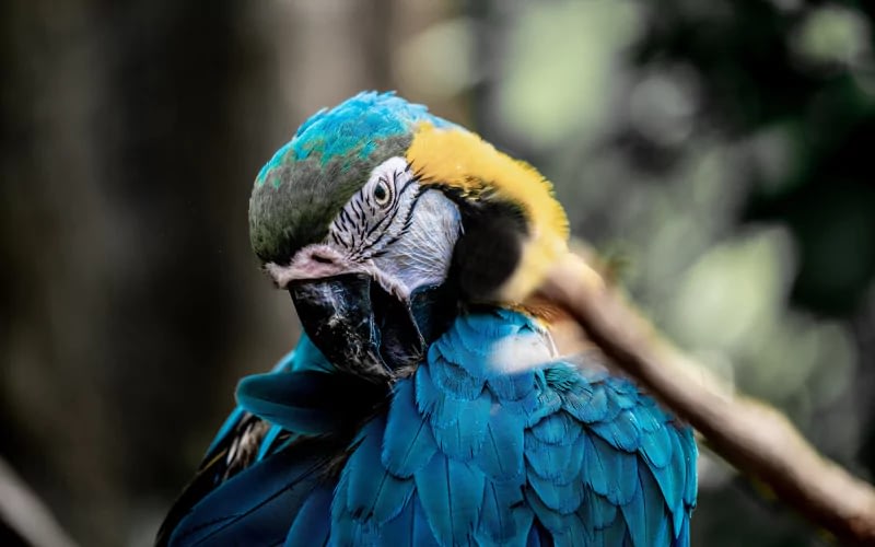 8 Best Bird Watching Destinations in the World TravelWise