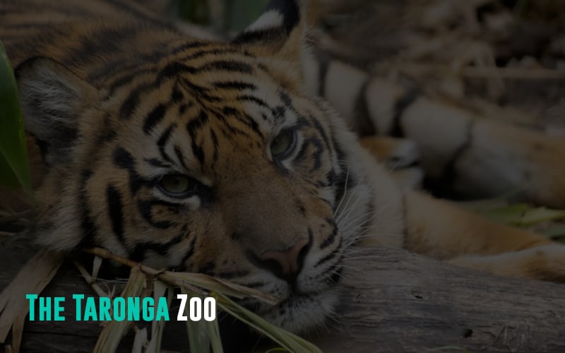 The Taronga Zoo