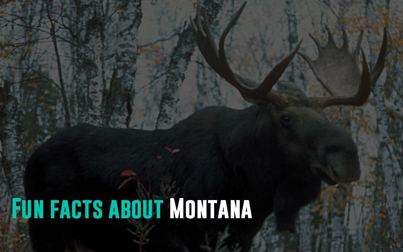 Fun facts about Montana