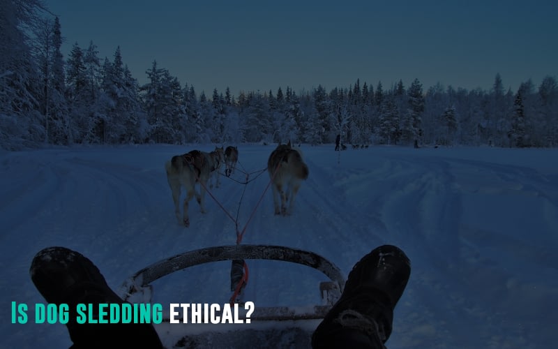 Is dog sledding ethical?