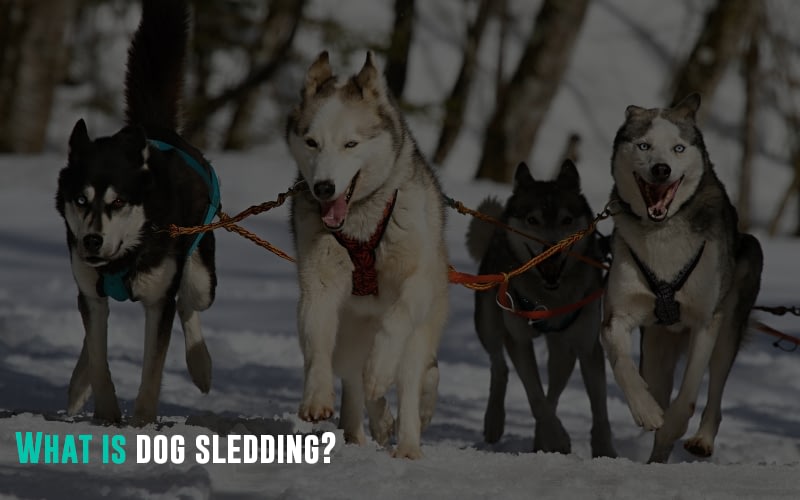 What is dog sledding?