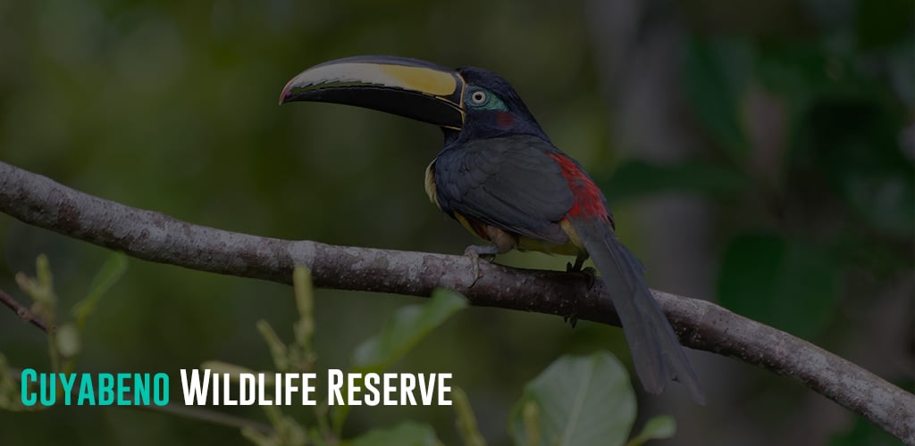 Bird belonging to the family of Toucans on a branch in the Cuyabeno Wildlife Reserve, Ecuador