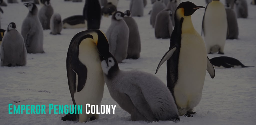 a young Emperor Penguin being fed, and surrounded by other young Emperor Penguins