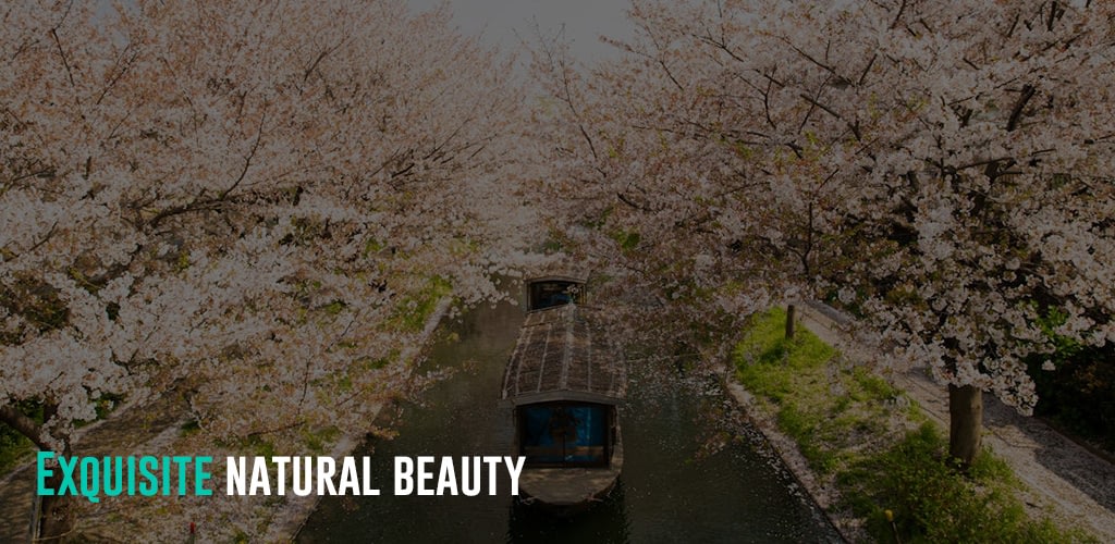 Boats floating in the river during springtime where cherry or sakura blossoms are in full bloom.