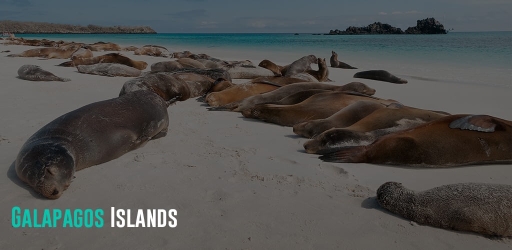 many sea-lions sleeping on a beach