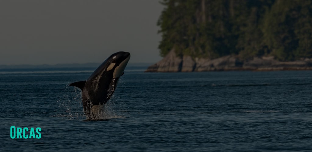 An orca breaching in sea