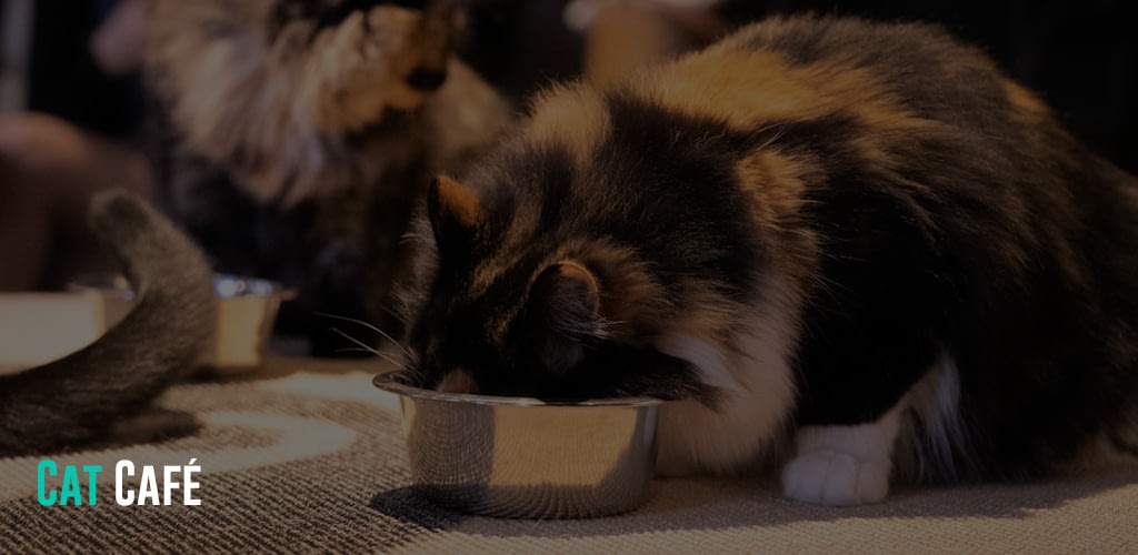 some cats drinking from their bowls