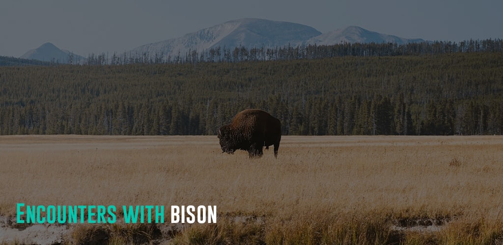 a Bison eating grass