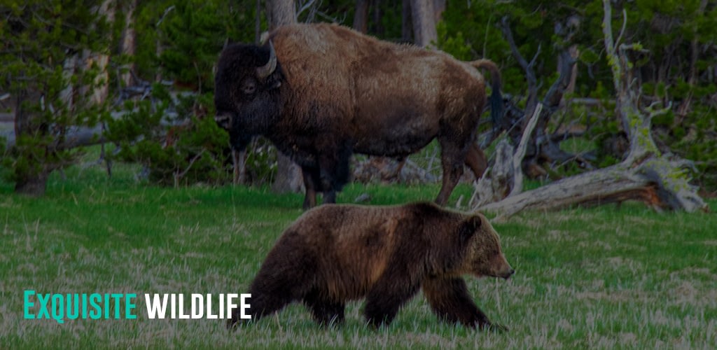 A Bison and a bear walking pass it.