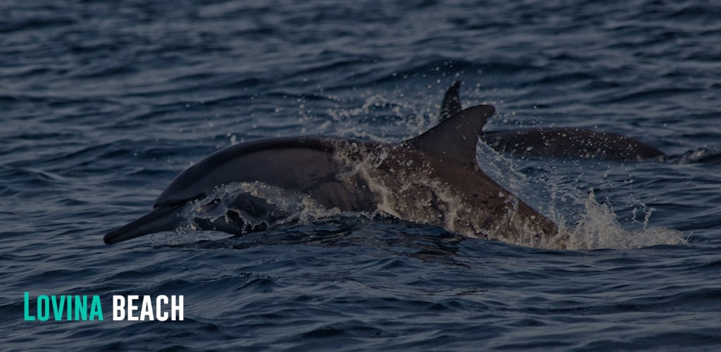 Dolphins swimming at the ocean