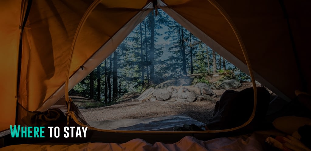 a view of the forest from the inside of a tent